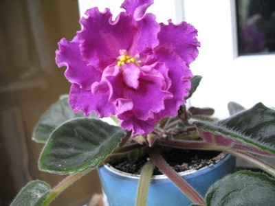 -богиня красоты.jpg