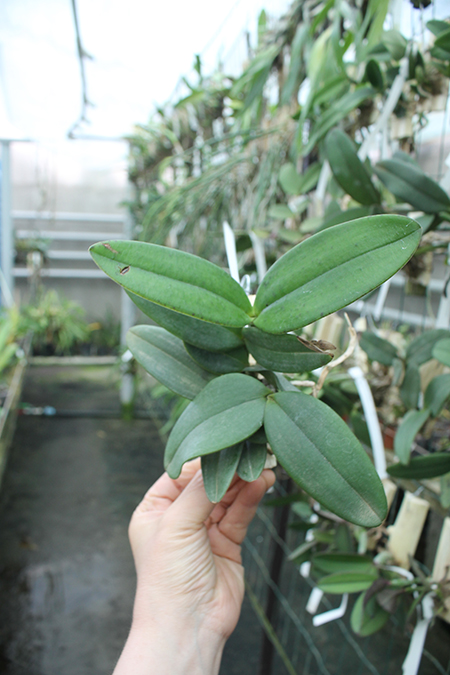 Cattleya schilleriana coerulea Bravim x Caliman.jpg