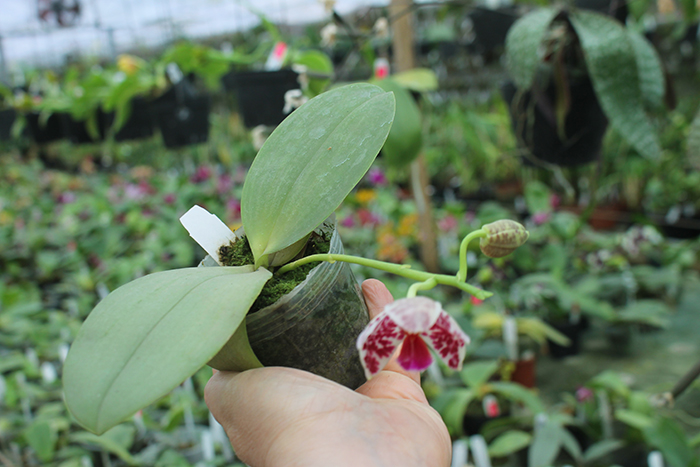 Phalaenopsis Brother Glory 'Long Fong'.jpg