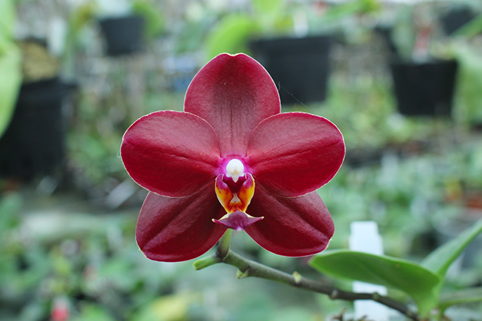 Phalaenopsis Chienlung Red Parrot.jpg