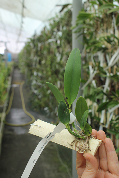 Laelia pumila ('Z-15' x 'Jungle').jpg