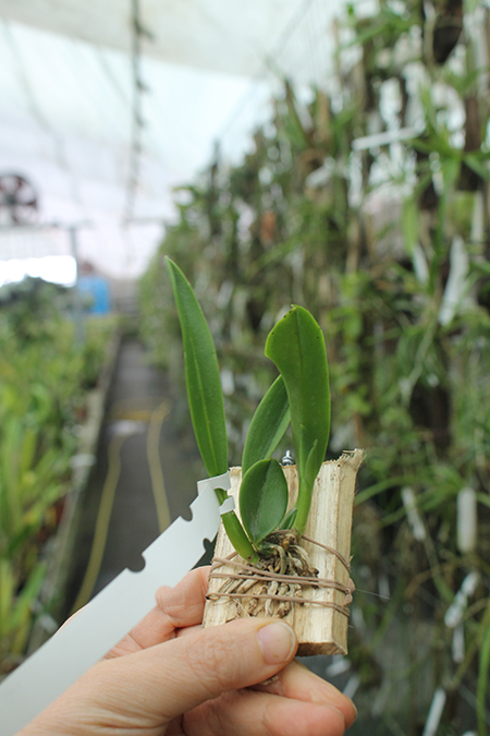 Laelia pumila coerulea 'Paraopeba'.jpg