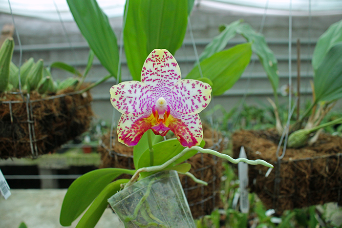 Phalaenopsis Diamond Beauty '1202' x Ld's Bear King 'YK7'.jpg