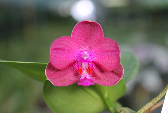 Phalaenopsis (stuartiana x celebensis) x Ld’s Bear Queen.jpg