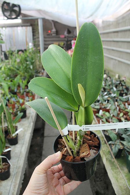 Cattleya gaskelliana coerulea ('Aida' x 'Alexis') x SELF.jpg