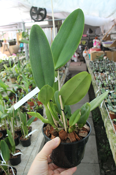Cattleya gaskelliana coerulea 'Vista Linda' (Z-360) x Cattleya gaskelliana coerulea 'Boas Vista' (Z-360).jpg