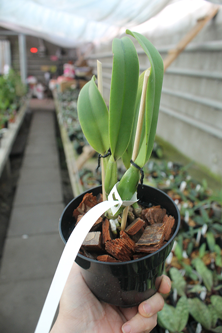 Cattleya lueddemanniana coerulea splash 'Bela' x SELF.jpg