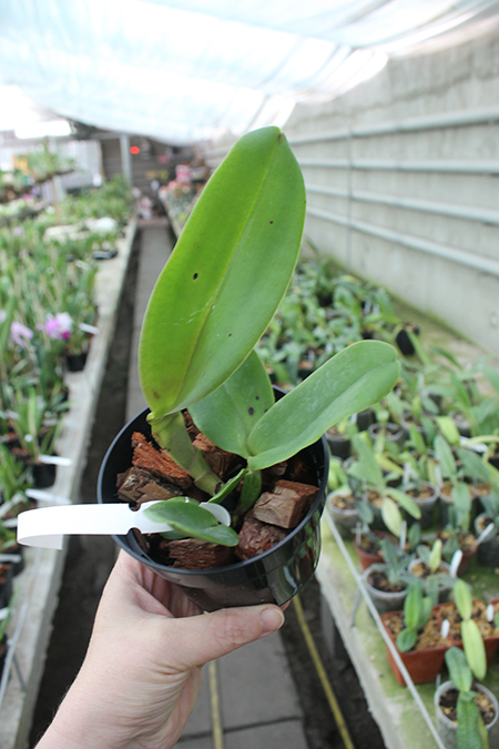 Cattleya labiata rubra 'Redonda' x labiata rubra 'Black'.jpg
