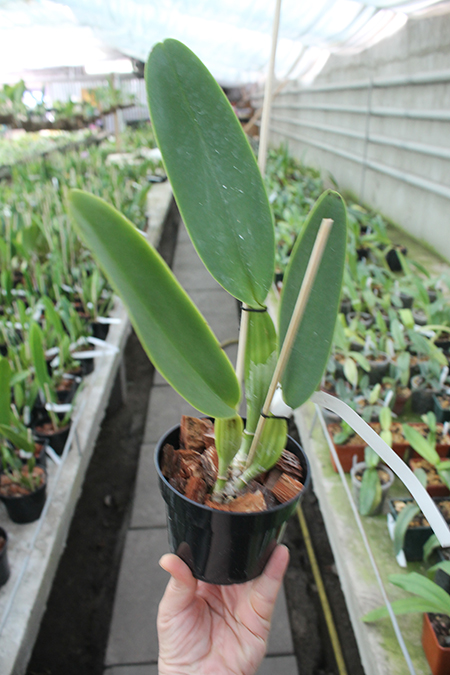 Cattleya labiata semi-alba ('Marina x perola 'Vila Velha').jpg