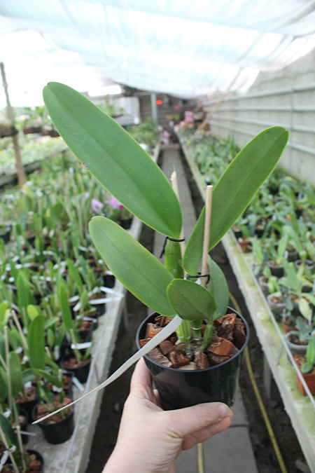 Cattleya labiata ('Cara Grande' x 'Cesar Iacavoni').jpg
