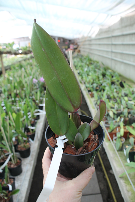 Cattleya labiata (escura 'Z-322' x rubra 'Pernambuco').jpg