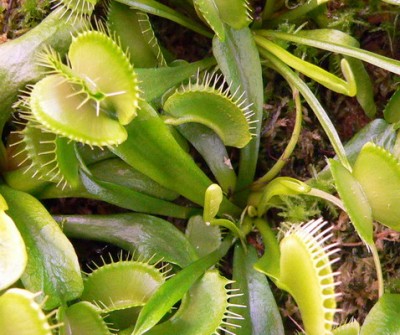 Самая шикарная двойная ловушка, просто Венера Ботичелли. Ее прежнее фото в постерах выше.