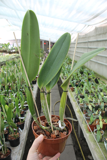 Cattleya labiata semi-alba ('Arlequim' x 'Branca de Neve').jpg