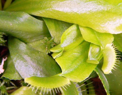 Вот не очень крупные двойные ловушки