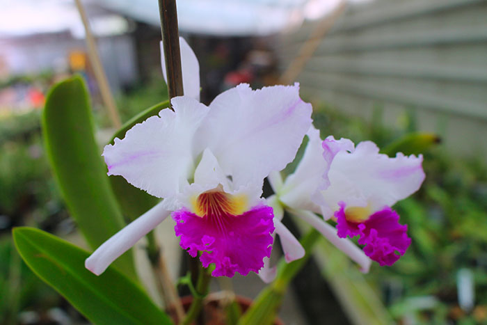 Cattleya mendelii (Hui Yun).jpg