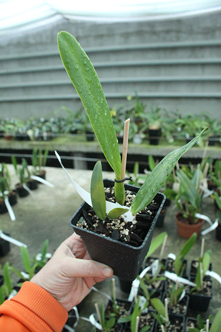 Cattleya quadricolor ('Sombrero' x flamea 'AWZ').jpg