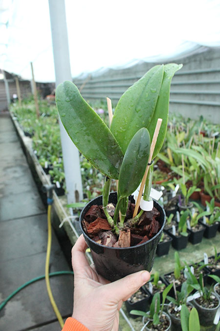 Laeliocattleya Ericoi.jpg