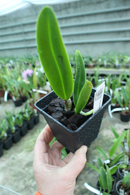 Cattleya maxima coerulea.jpg