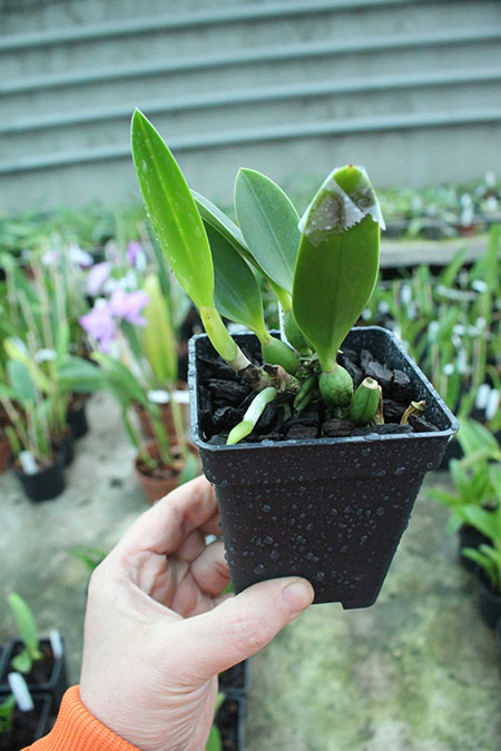 Laelia jongheana.jpg