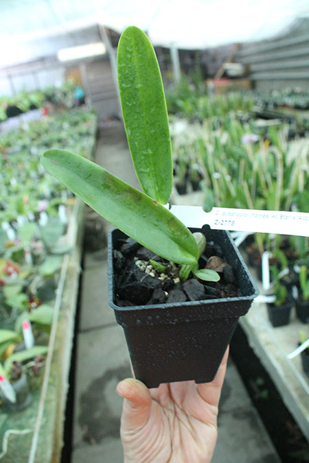 Cattleya quadricolor flamea 'All Star' x quadricolor 'AWZ'.jpg