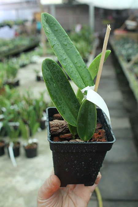 Cattleya warneri alba ('Jaco Silva' x 'Da Mercedes').jpg
