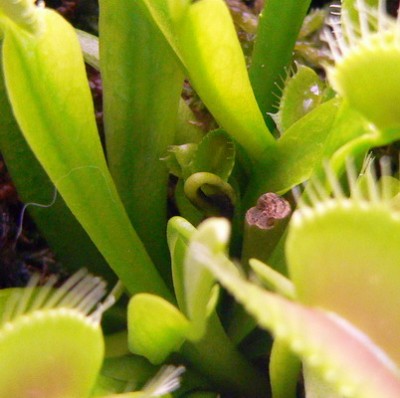 Немного недоразвитый двухловушечный лист