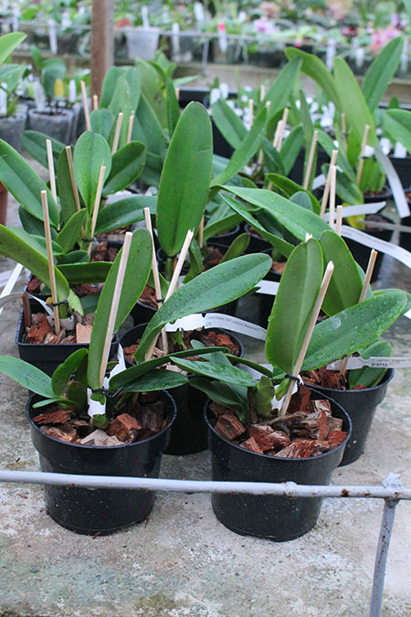 Cattleya warneri trilabelo 'EM' x warneri escura 'Belezinha'.jpg