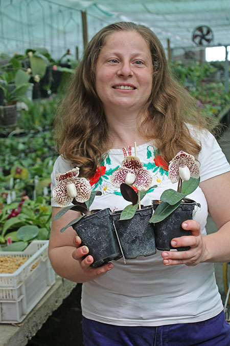 Paphiopedilum godefroyae.jpg