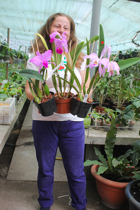 Cattleya species in bloom.jpg