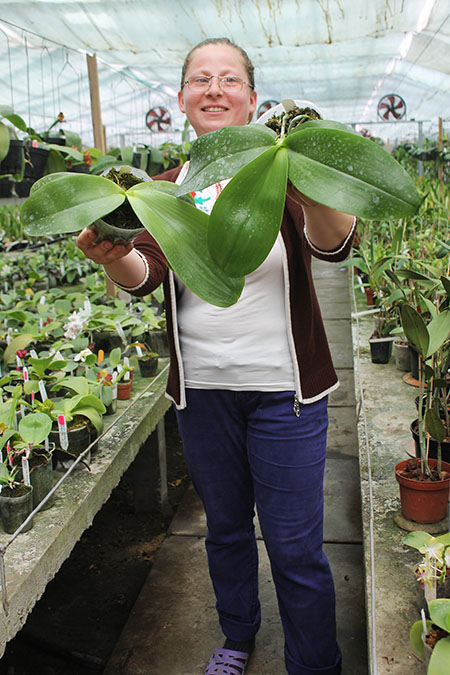 Phalaenopsis gigantea hybrids.jpg