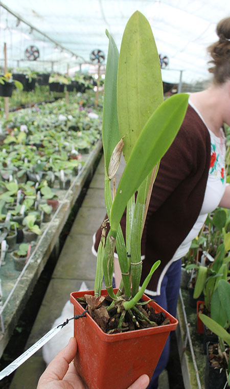 Brassolaeliocattleya Delta King Tangerglow.jpg