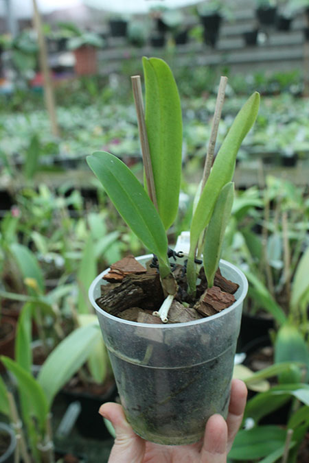 Cattleya labiata 'Yellow Eyes' x self.jpg