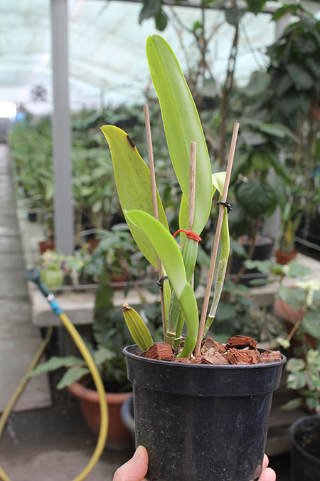 Cattleya labiata concolor 'Simoes' SELF.jpg