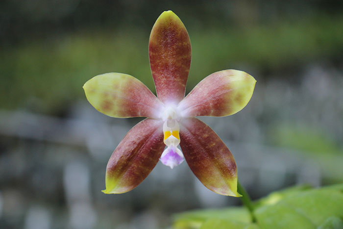 Phalaenopsis LD's Bear King 'YK-10' x spesiosa 'Blue'.jpg