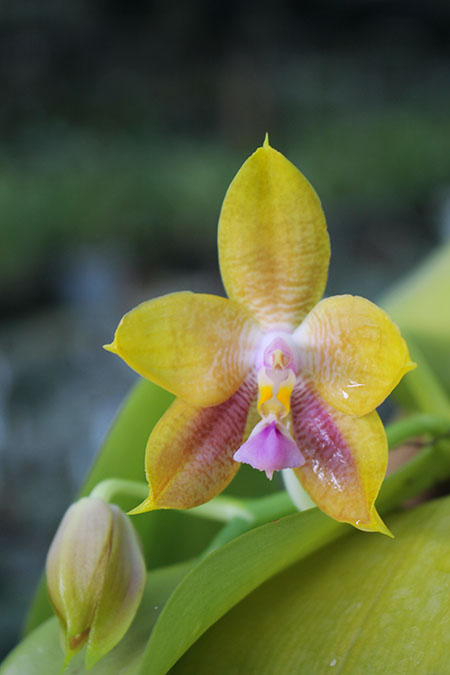 Phalaenopsis LD's Bear King 'YK-14' x Miro Super Star.jpg