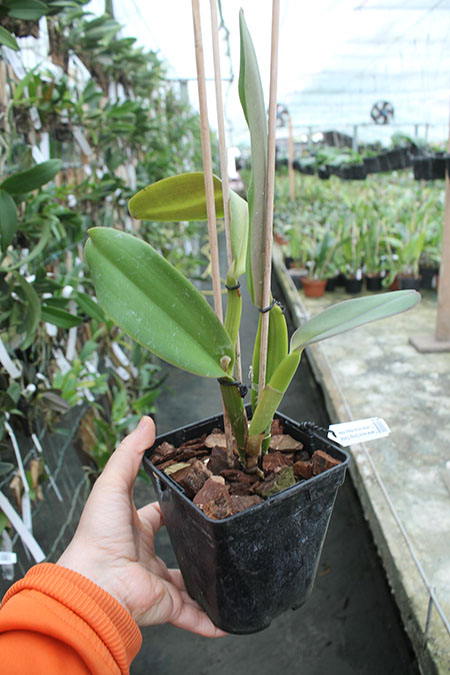 Cattleya warneri escura 'Corrego D'antas' x Cattleya warneri escura integra orlata.jpg