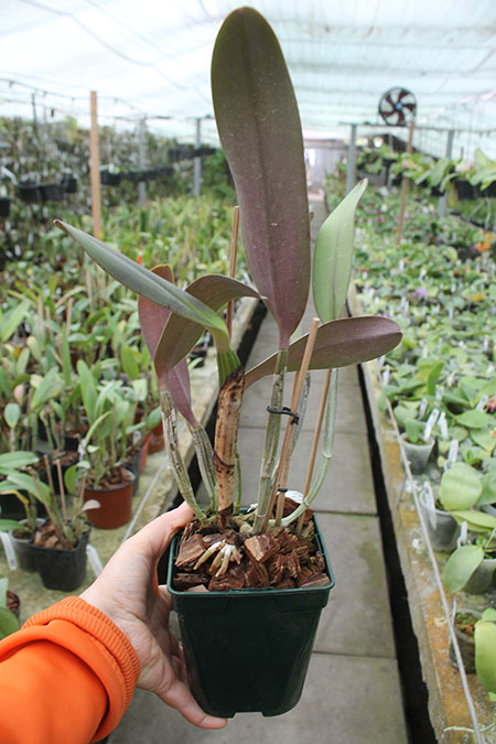 Cattleya lueddemanniana rubra 'Dark Giant' x Cattleya lueddemanniana escura 'Fennel IX'.jpg