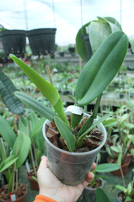 Cattleya warneri coerulea 'Todos os Santos' x warneri coerulea 'Raasch'.jpg