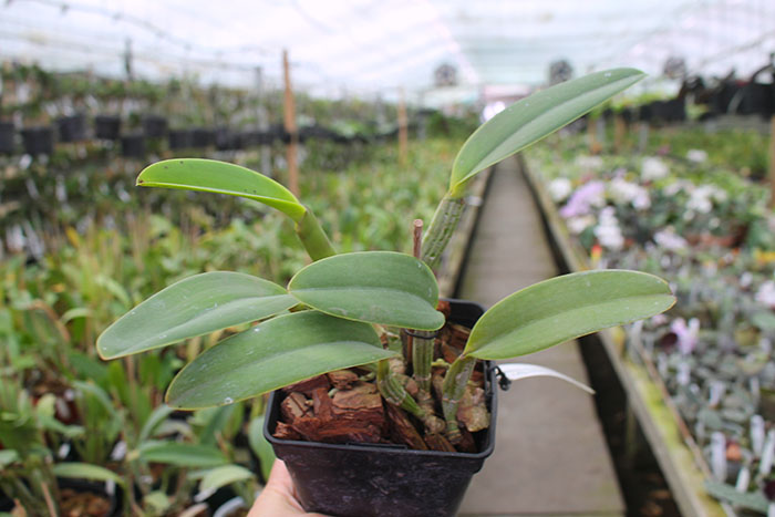 Cattleya lueddemanniana escura 'Roja' x Cattleya lueddemanniana escura 'Orinoco'.jpg