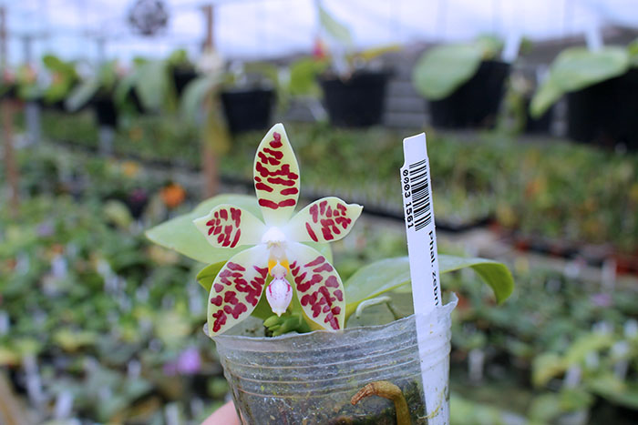 Phalaenopsis zebrina.jpg