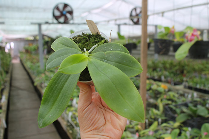 Phalaenopsis tetraspis 'Red' x 'Blue'.jpg