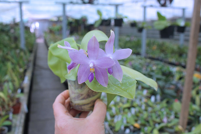 Phalaenopsis (tetraspis 'Su's Bluish' x violacea coerulea).jpg
