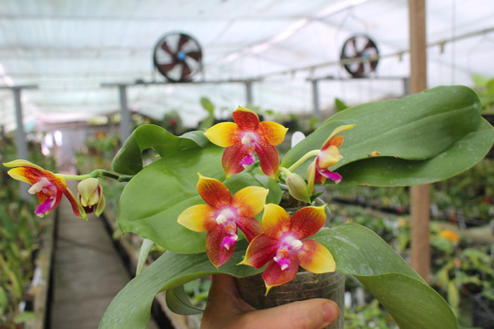 Phalaenopsis Tying Shin Fly Eagle.jpg