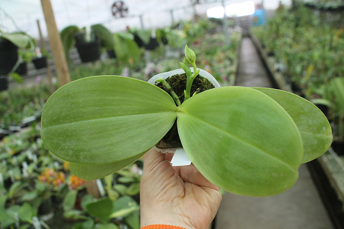 Phalaenopsis Mituo Purple Bear x LD's Bear King.jpg