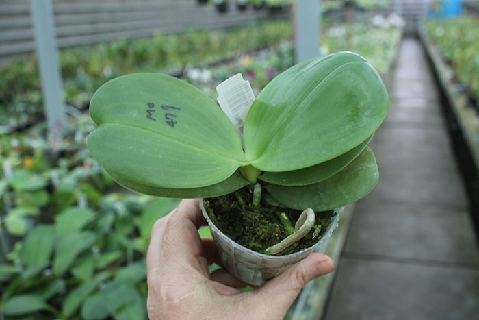 Phalaenopsis Mituo Princess 'Blue-1'.jpg