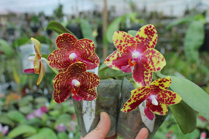 Phalaenopsis Diamond Beauty '1202' x Mituo Reflex Dragon 'B-1'.jpg