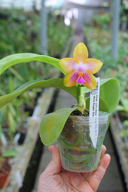 Phalaenopsis LD's Bear King 'YK-14' x Miro Super Star.jpg