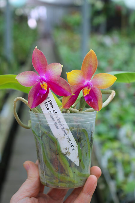 Phalaenopsis LD's Bear King 'YK-14' x Miro Super Star.jpg