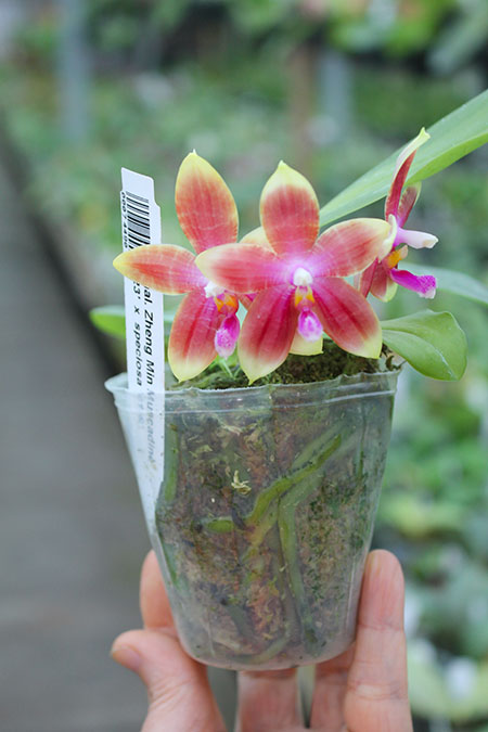 Phalaenopsis Zheng Min Muscadine '323' x speciosa '41-S'.jpg