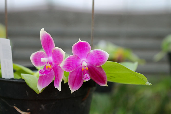 Phalaenopsis Zheng Min Muscadine '323' x speciosa '41-S'.jpg